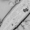 Diatoms provide information on both the biological integrity of the ecosystem and those factors likely to be causing any observed changes.