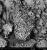 The rapidly accelerating pace of development in microscope and nanotechnologies has created growing demand for imaging capability beyond the 1000x magnification available from a typical light microscope (LM).