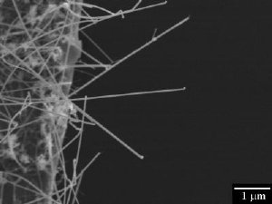 These are silicon nanowires used in the in-situ scanning electron microscopy mechanical testing by Dr. Yong Zhu and his team. Credit: North Carolina State University
