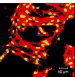 A novel, three-dimensional (3-D) screening method for analyzing interactions between cells and new biomaterials 