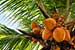 A team of Baylor University researchers who have identified a variety of low-cost products that can be manufactured from coconuts in poor coastal regions have now developed a way to use coconut husks in automotive interiors.