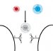 Carbon nanotubes hold many exciting possibilities, some of them in the realm of the human nervous system. Recent research has shown that carbon nanotubes may help regrow nerve tissue or ferry drugs used to repair damaged neurons associated with disorders such as epilepsy, Parkinson's disease and perhaps even paralysis.