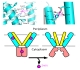 The new findings, to be published online on September 13, 2009, by Nature Structural & Molecular Biology, also suggest targets for zinc-regulating drugs, and may even advance the understanding of similar zinc-regulating enzymes in plant chloroplasts with possible implications for biofuel production.
