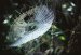With would-be goblins and ghosts set to drape those huge fake spider webs over doorways and trees for Halloween, scientists in Wyoming are reporting on a long-standing mystery about real spider webs: It is the secret of spider web glue. The findings are an advance toward a new generation of biobased adhesives and glues - 