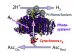 In the quest to make hydrogen as a clean alternative fuel source, researchers have been stymied about how to create usable hydrogen that is clean and sustainable without relying on an intensive, high-energy process that outweighs the benefits of not using petroleum to power vehicles. 
