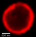 Johns Hopkins University researchers have created biodegradable nanosized particles that can easily slip through the body's sticky and viscous mucus secretions to deliver a sustained-release medication cargo.