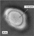 In an innovation critical to improved DNA sequencing, a markedly slower transmission of DNA through nanopores has been achieved by a team led by Sandia National Laboratories researchers.