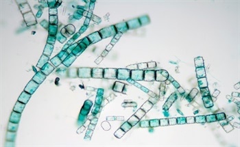 Photosynthetic Biorefinery In Diatoms: An Interview With Prof. Greg Rorrer