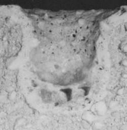 AZoJomo - The AZO Journal of Materials Online - Static test to 1450°C during 4 h, (a) composition 1:43-37-20