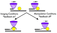 AZoM - The A to Z of Materials - Imaging takes place with the feedback control on. Turning off the feedback allows the mechanical pushing of the nanoparticle