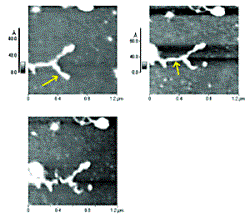 AZoM - The A to Z of Materials - Using an AFM tip to cut plasmid