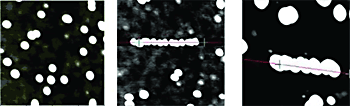 AZoM - The A to Z of Materials - SFM images (1μm x 1μm scan size) displaying 8nm gold colloidal particles on SiO2 as randomly deposited (left), after manipulation of thirteen particles to form a wire nanotemplate (center), and after 5 minutes in the seeding solution (right).