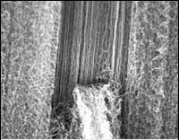 AZoM - Metals, Ceramics, Polymer and Composites- Vertically aligned multiwalled carbon nanotube array.