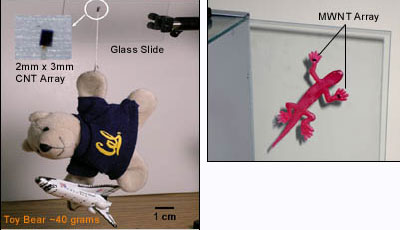 AZoM - Metals, Ceramics, Polymer and Composites- Demonstrations of how the vertically aligned multiwalled carbon nanotube arrays work as a dry adhesive.
