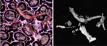 AZoM - The A to Z of Materials Online - Backscattered electron contrast mechanism for the automatic characterization of particles