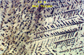 AZoM - Metals, Ceramics, Polymer and Composites : AuSn sputtering target regular cast, 50X magnification.