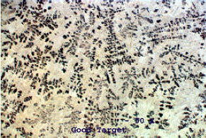 AZoM - Metals, Ceramics, Polymer and Composites : AuSn sputtering target vibration cast, 50X magnification.