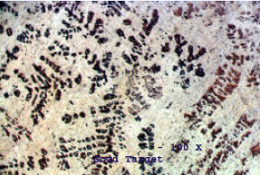 AZoM - Metals, Ceramics, Polymer and Composites : AuSn sputtering target vibration cast, 100X magnification.