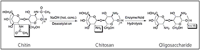 AZoM - Metals, Ceramics, Polymer and Composites : Degradable Polymers for Biomedical and Biomaterial Applications, Deacetylation of chitin to form chitosan and hydrolysis to form oligosaccharide.