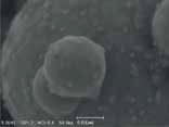 ACC.Voltage : 5 kV / SE Image / Mag: x50,000