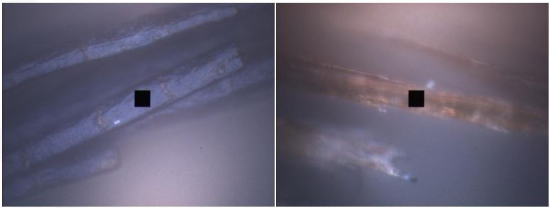 microspectra