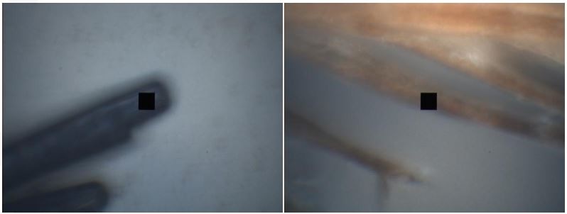 microspectra.