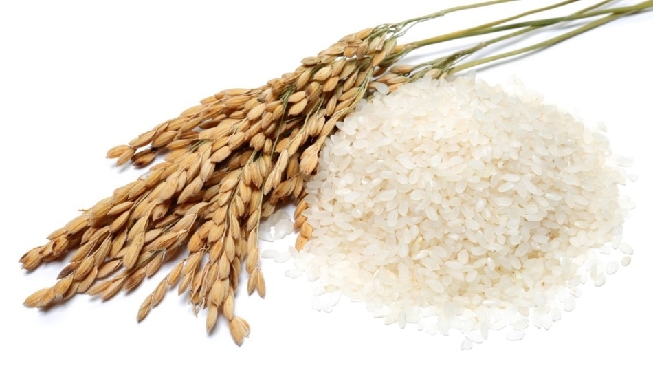 Rice