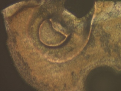 WLI microscopes can now produce color images, as seen here for wire bonding characterization.