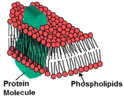 Cell Membrane