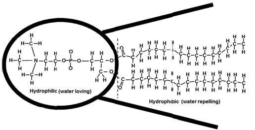 Phospholipid Molecule