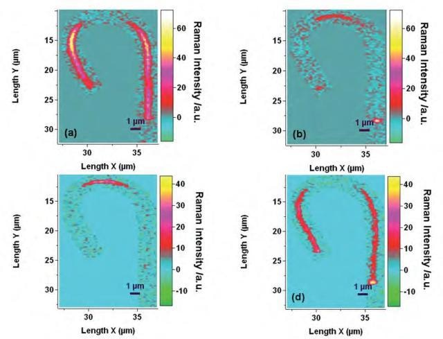 Polarized Raman images generated by integration of the [509-552 cm- 1] (a) and [558-575cm-1] (b) spectral ranges for Y(ZZ)Y polarization configuration. Polarized Raman images generated by integration [509- 552 cm-1] (c) and [558-575cm-1] (d) spectral ranges for Y(XX)Y polarization configuration.