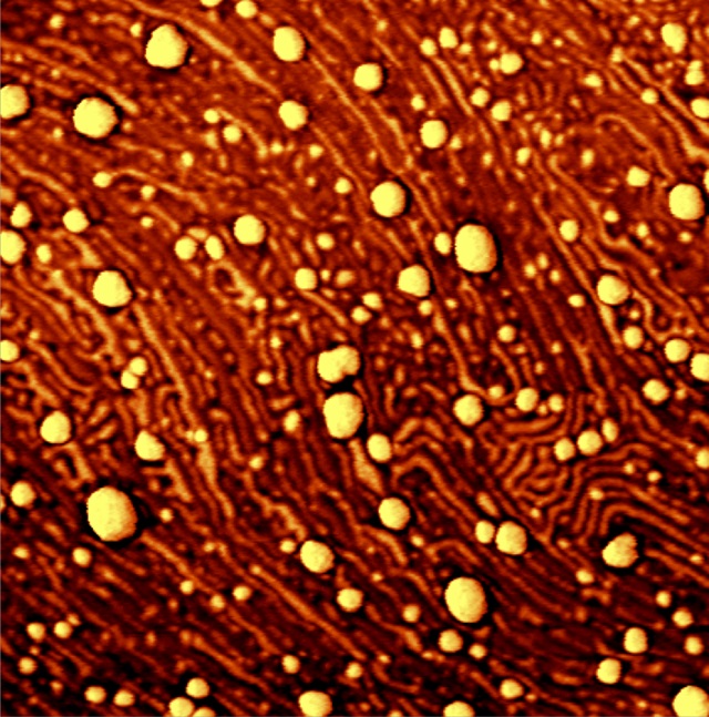 AFM (phase) image of the surface of a drug delivery coating.