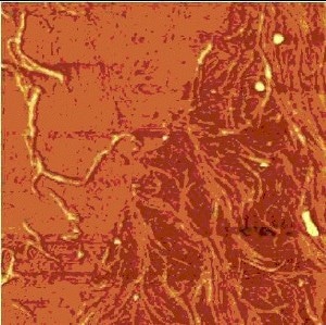 Zoom-in, 5µm x 5µm.