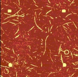 AFM measurement at a scan range of 14µm x 14µm.
