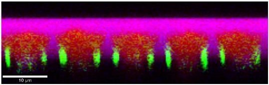 Color-coded Raman image of the depth scan performed along the red line shown in Figure 2. The magenta, red and green areas correspond to the spectra shown in Figure 4.