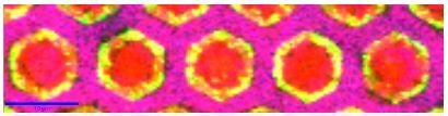 Color coded Raman image of a single plane extracted from the stack scan. The magenta, red and green domains correspond to the spectra shown in Figure 4.