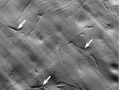 FSD image shows the microstructure of the hydride specimen. Hydrides appear as dark plate like particles with a large aspect ratio, some particles are highlighted with arrows.