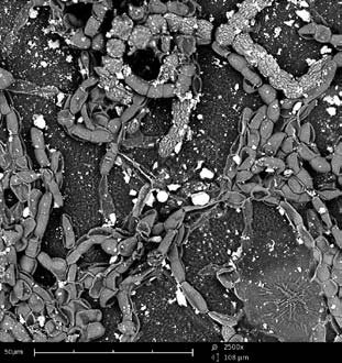 Organic coating contaminated by fungi