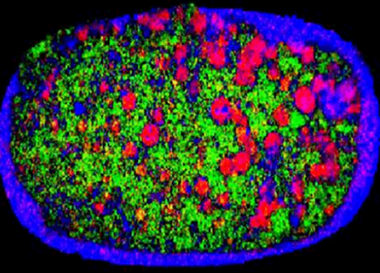 NIR image of a tablet showing heterogeneous distribution of the active ingredient.