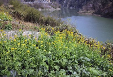 The presence of PPCPs in environmental water and nearby soil is a widespread concern.