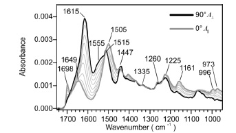 ATR spectra of a single B. mori silk fiber obtained with s-polarized light at different rotation angles of the fiber from 0° (fiber parallel to the electric field) to 90° (fiber perpendicular to the electric field).