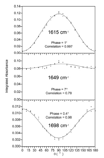 Integrated absorbance of the 1615, 1649, and 1698 cm-1 band components as a function of the angle ? between the fiber axis and the electric field of the infrared radiation. The correlation with Eq. 1 is also shown.