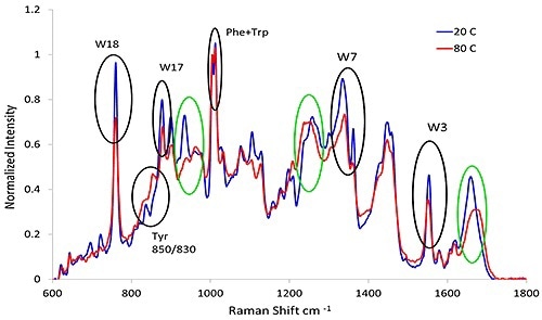 Representative spectra from lysozyme at pH 7.4 before and after heat treatment. The black circles indicate the aromatic markers as shown in Table 3 and the green circles refer to the secondary structure described in Table 1.