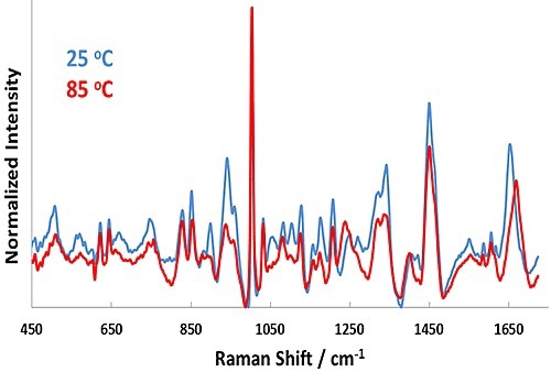 Representative Raman spectra for BSA in pH 7.1 formulation at 25°C (blue line) and 85°C (red line).