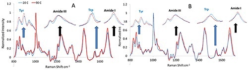 Representative Raman spectra for monoclonal antibody (A) and its modified version (B) before and after thermal stress.