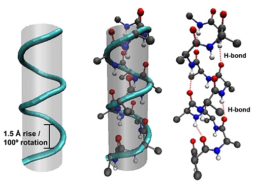 α-helical structures.