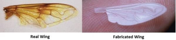 This image shows the real wing and fabricated wing.