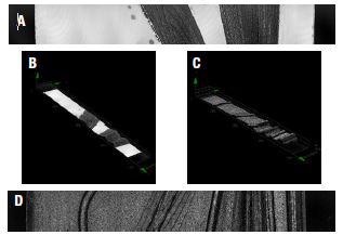 A. Fabricated wing, smooth side, 2-D; B. Fabricated wing, smooth side, 3-D; C. Fabricated wing, vein side, 3-D; D. Fabricated wing, vein side, 2-D.