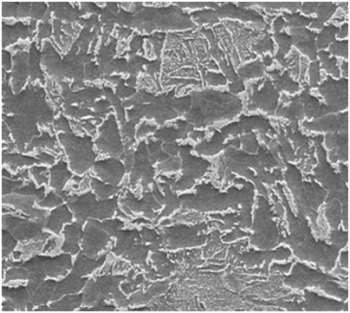 Photomicrograph of FB 450/600