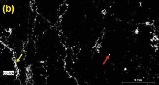 Sample from the Sudbury Igneous Complex Parkin dike; (a) Composite Micro-XRF map of iron K, nickel K, copper K, and silicon K of a thick section (44 x 24 mm2, M4 TORNADO Micro-XRF spectrometer with 2 x 30mm2 XFlash® SDD, 50kV, 600µA, 310kcps, 2h, 20mbar chamber pressure, 2210 x 1185 pixels2, 20µm pixel size, and 2ms dwell time, 120min total measurement time). (b) Micro- XRF map of cobalt K. Note the association of cobalt and nickel with pentlandite (yellow arrow) and arsenide grains (red arrow).